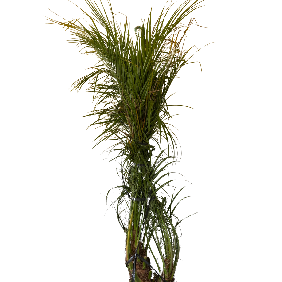 Palmeira Fênix Phoenix roebelenii - Elegância e Sofisticação - Imagem 3