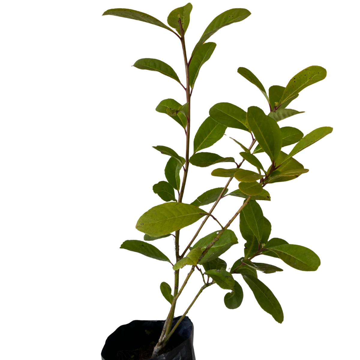 1 Muda Erva Mate Ilex paraguariensi 80cm - Sabor e Tradição! - Imagem 3