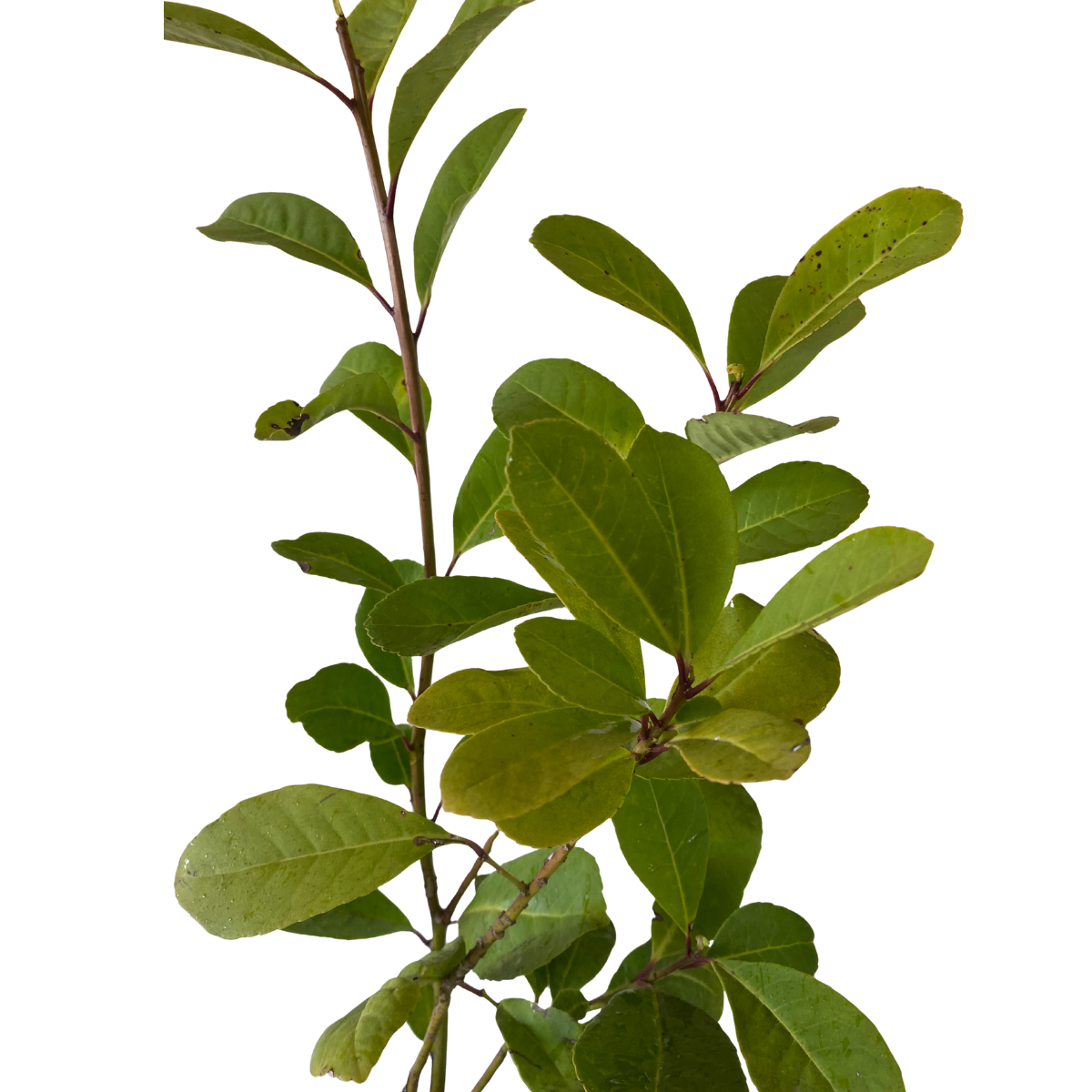 1 Muda Erva Mate Ilex paraguariensi 80cm - Sabor e Tradição! - Imagem 4