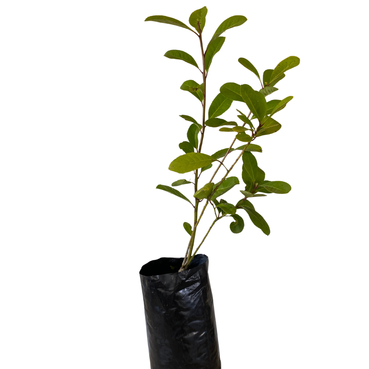 1 Muda Erva Mate Ilex paraguariensi 80cm - Sabor e Tradição! - Imagem 2