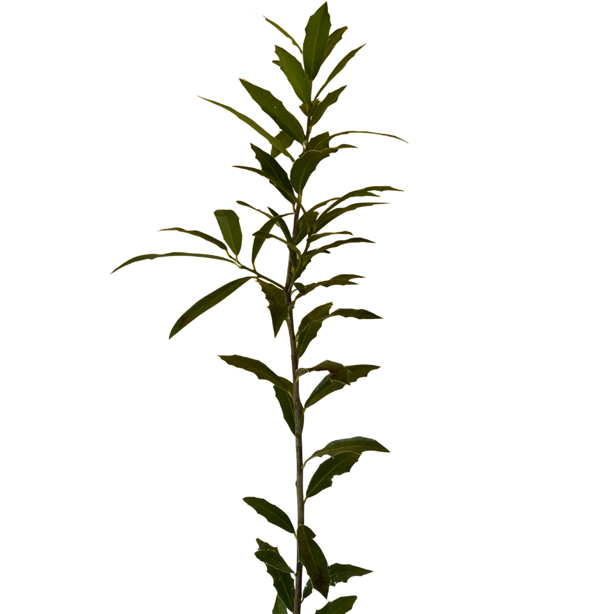 1 Muda Espinheira Santa Maytenus ilicifolia Medicinal - 80cm - Imagem 4