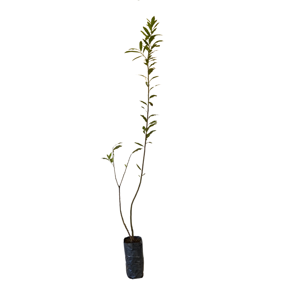 1 Muda Espinheira Santa Maytenus ilicifolia Medicinal - 80cm - Imagem 3