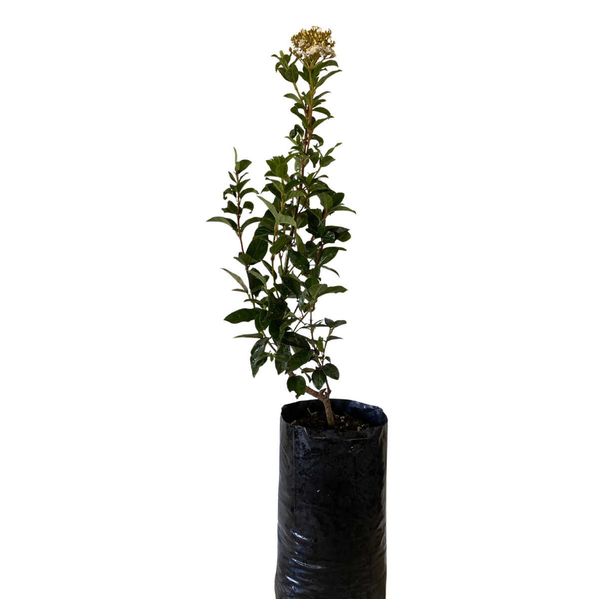 1 Muda Viburnum tinus (Laurustinus) Flores Perfumadas 70cm - Imagem 4