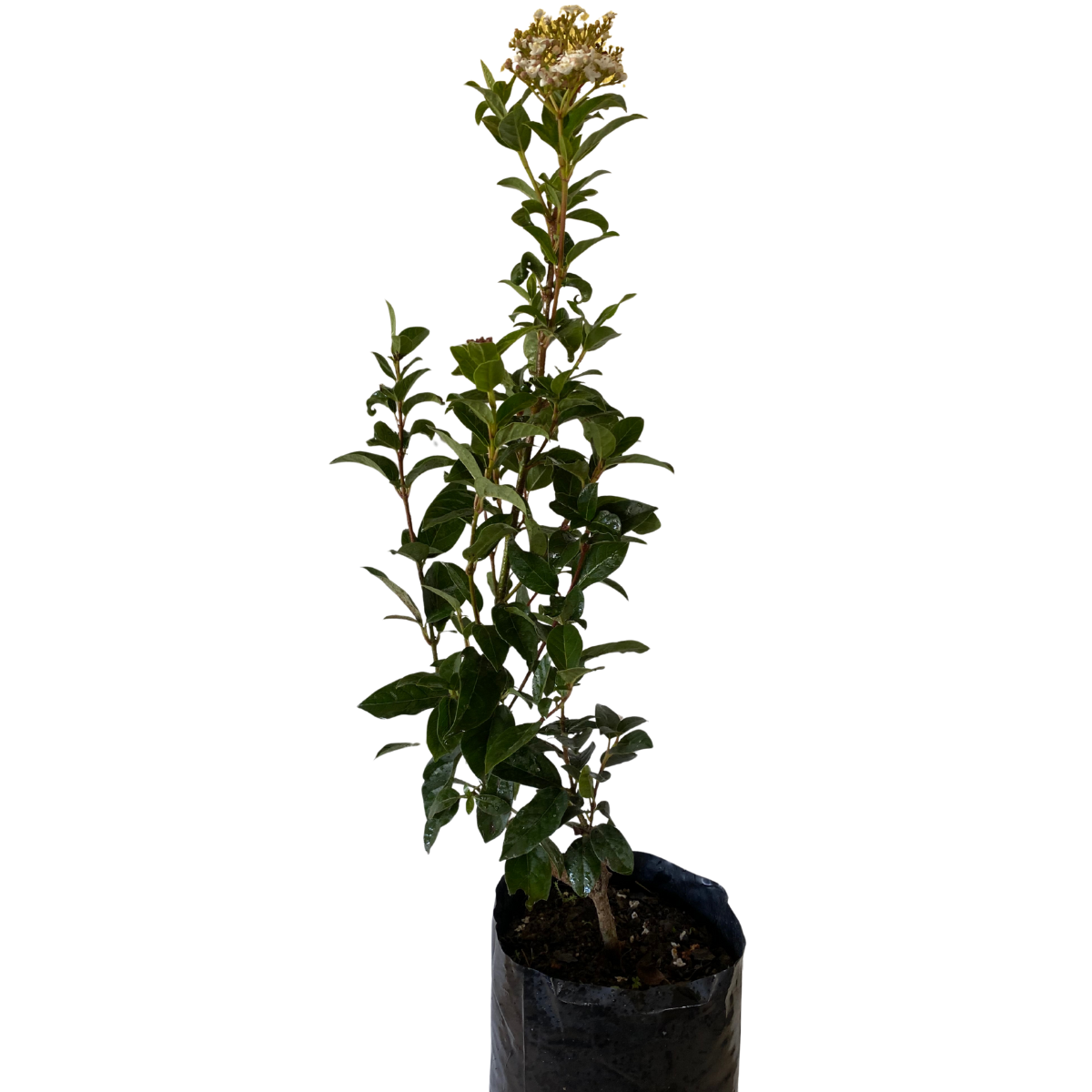 1 Muda Viburnum tinus (Laurustinus) Flores Perfumadas 70cm - Imagem 3