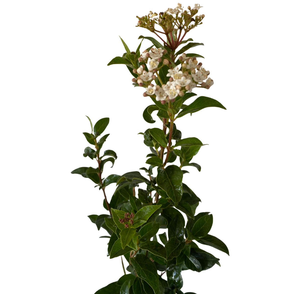 1 Muda Viburnum tinus (Laurustinus) Flores Perfumadas 70cm - Imagem 5