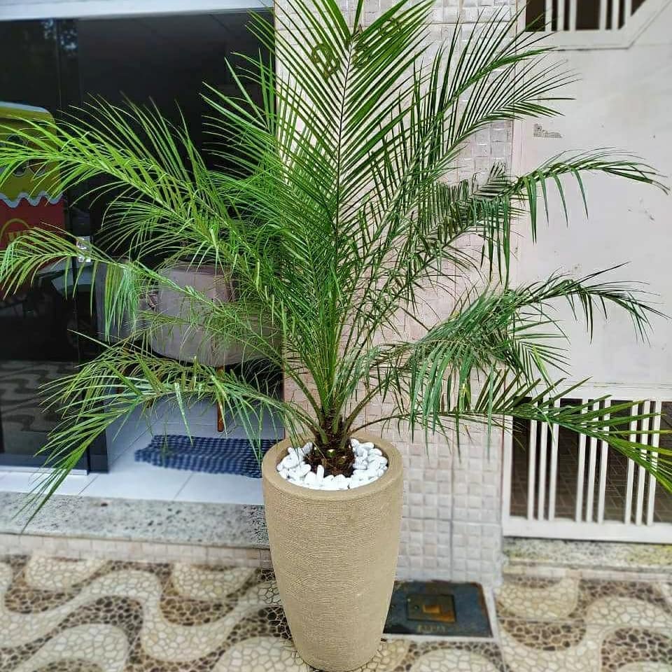 Palmeira Fênix Phoenix roebelenii - Elegância e Sofisticação - Imagem 5