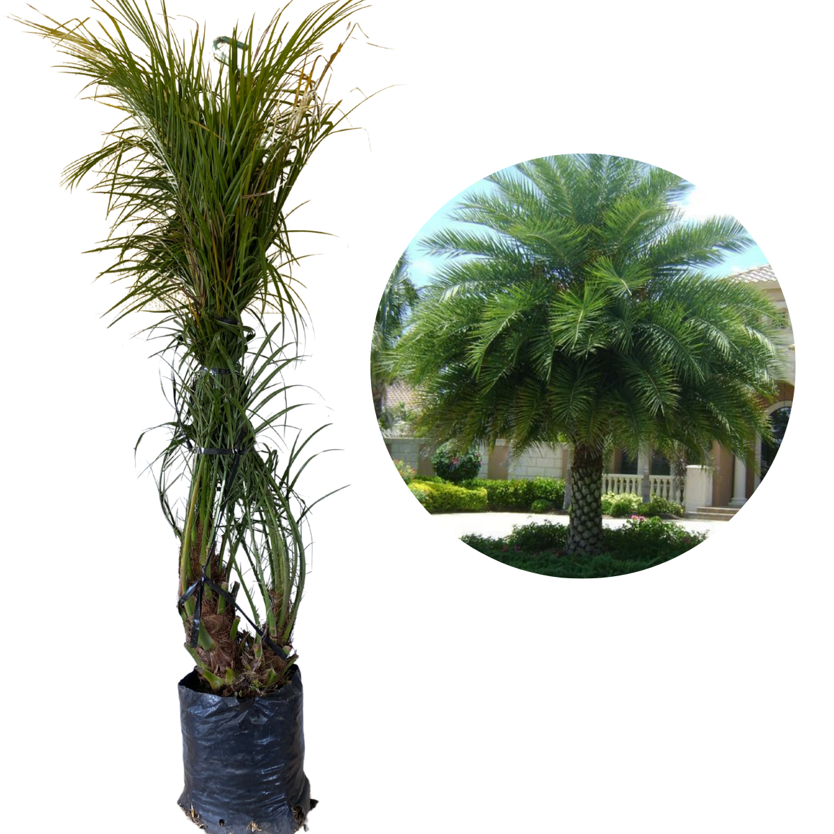 Palmeira Fênix Phoenix roebelenii - Elegância e Sofisticação