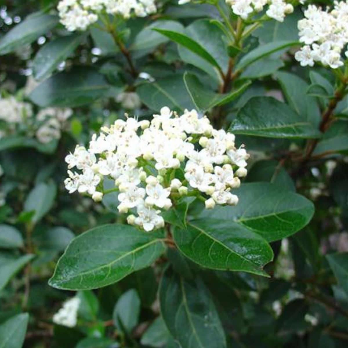 1 Muda Viburnum tinus (Laurustinus) Flores Perfumadas 70cm - Imagem 6