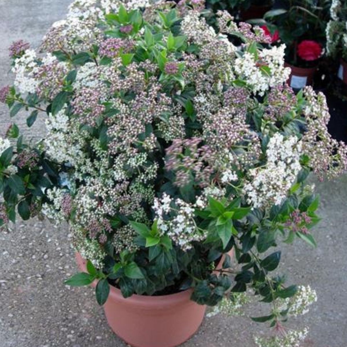 1 Muda Viburnum tinus (Laurustinus) Flores Perfumadas 70cm - Imagem 7