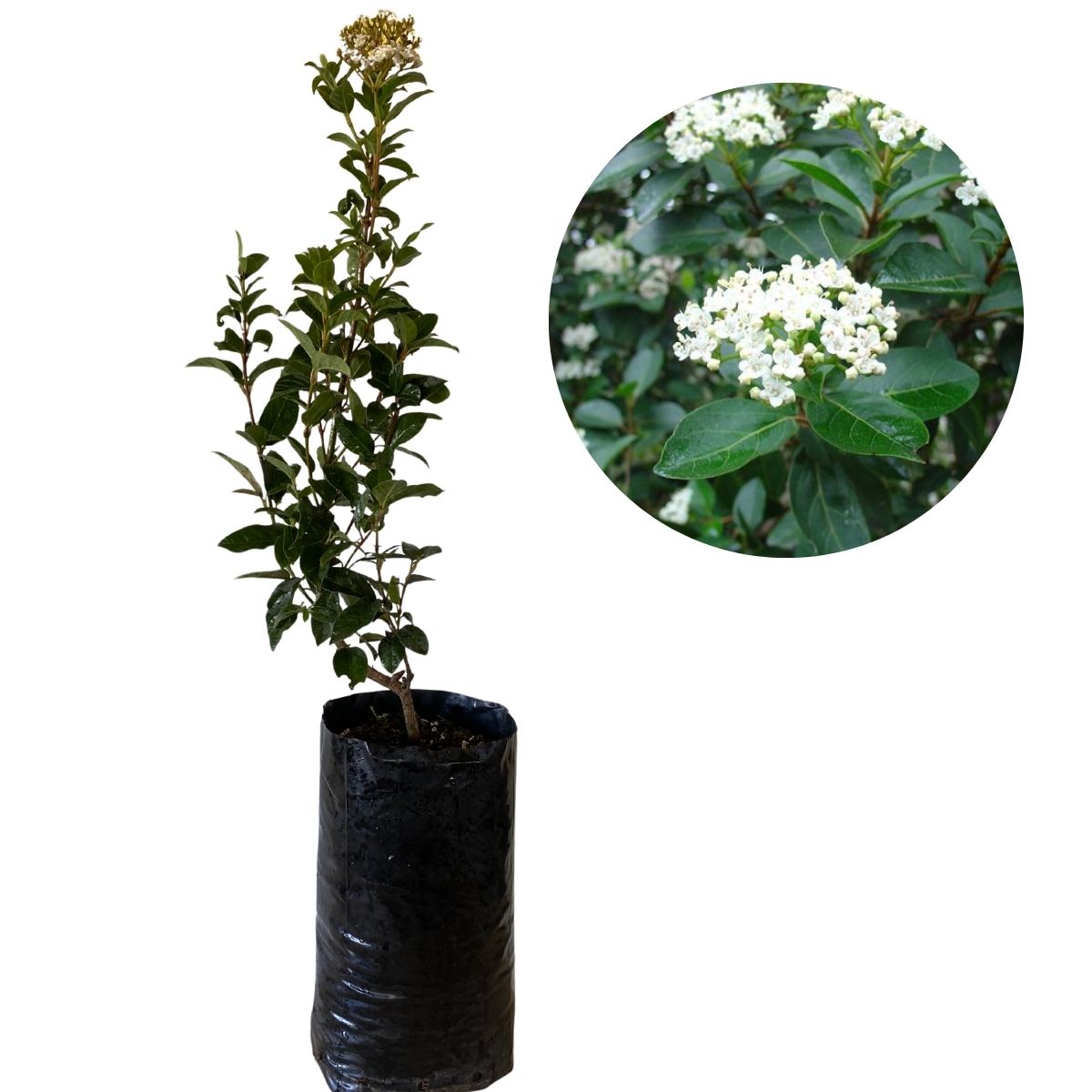 1 Muda Viburnum tinus (Laurustinus) Flores Perfumadas 70cm