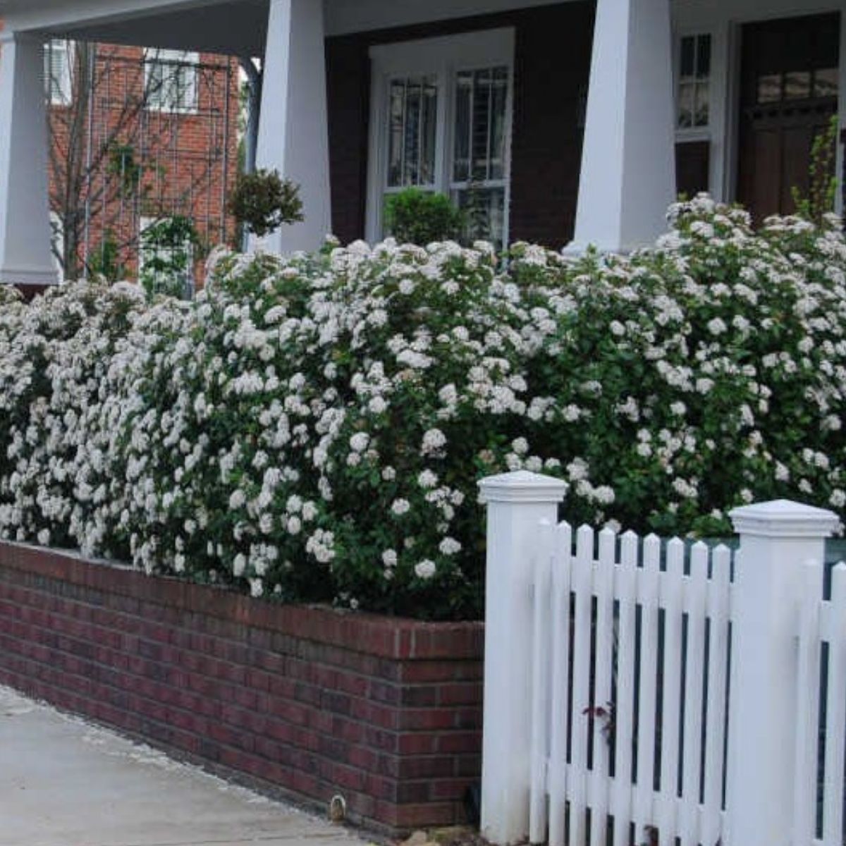 1 Muda Viburnum tinus (Laurustinus) Flores Perfumadas 70cm - Imagem 8
