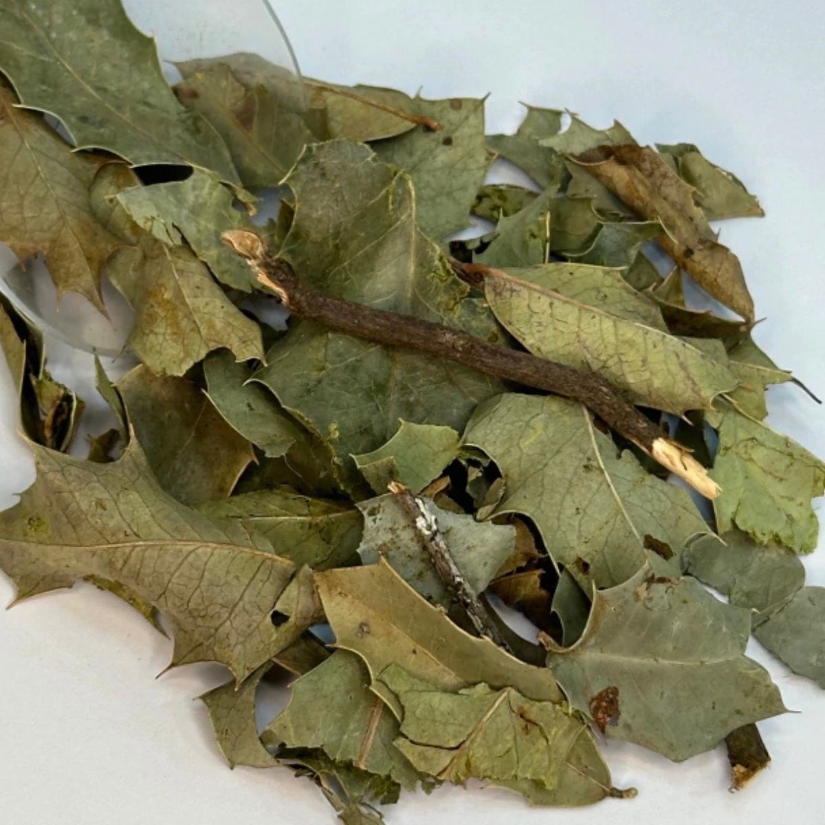 1 Muda Espinheira Santa Maytenus ilicifolia Medicinal - 80cm - Imagem 7