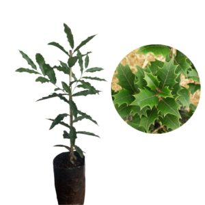 1 Muda Espinheira Santa Maytenus ilicifolia Medicinal - 80cm