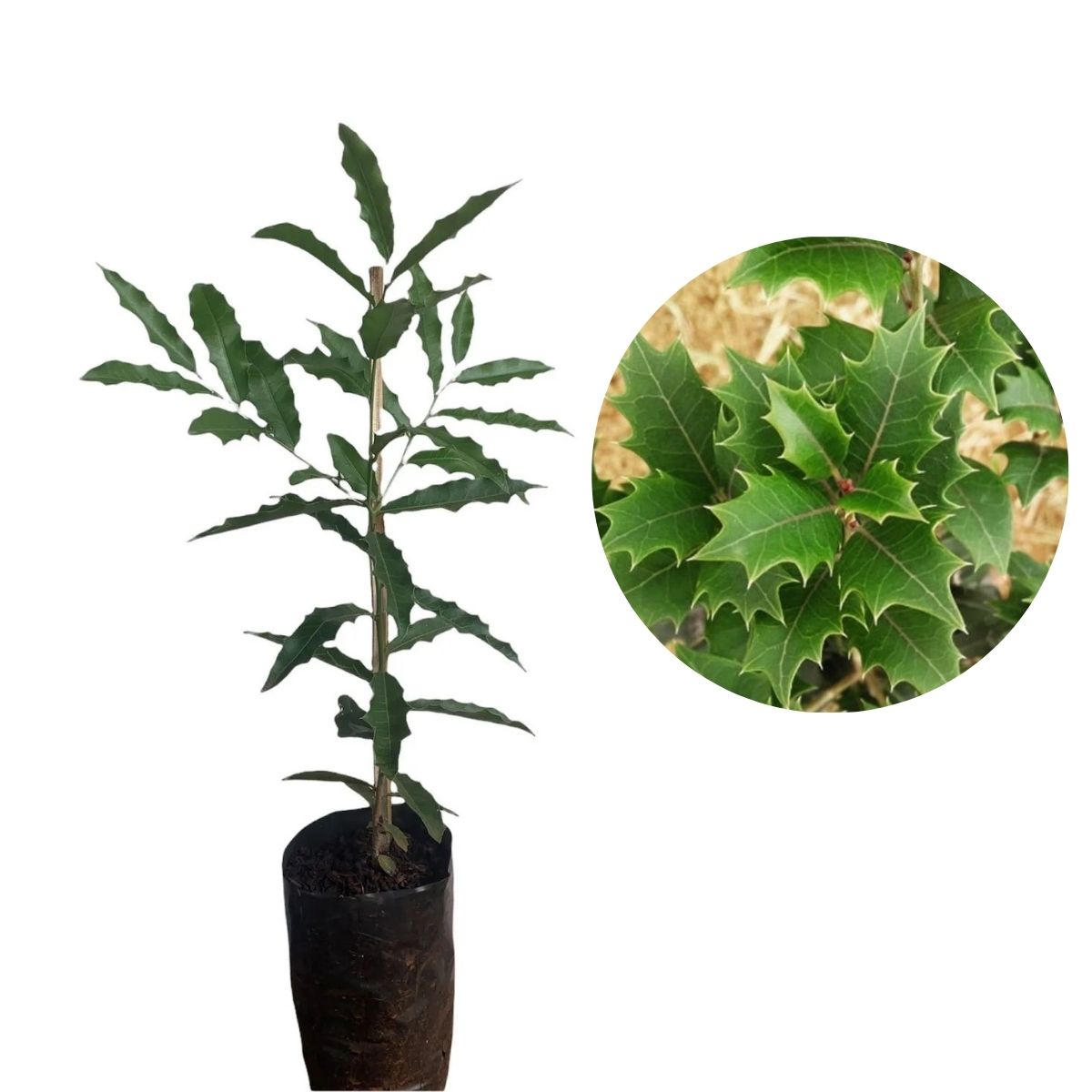 1 Muda Espinheira Santa Maytenus ilicifolia Medicinal - 80cm