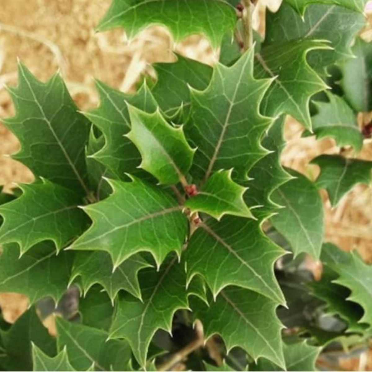 1 Muda Espinheira Santa Maytenus ilicifolia Medicinal - 80cm - Imagem 2