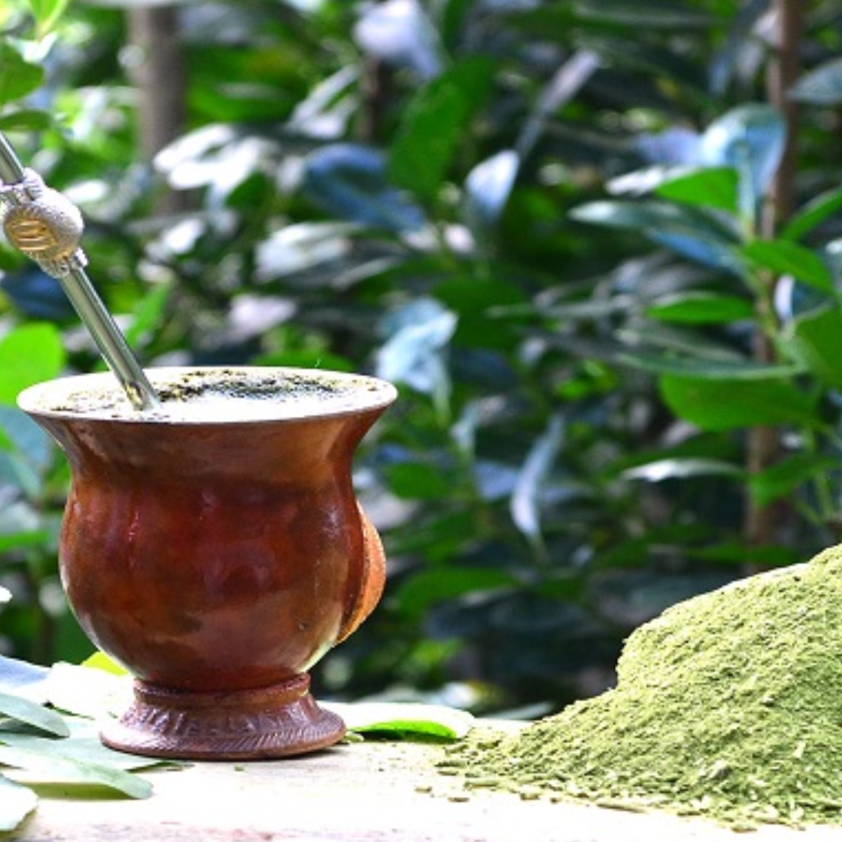 1 Muda Erva Mate Ilex paraguariensi 80cm - Sabor e Tradição! - Imagem 5