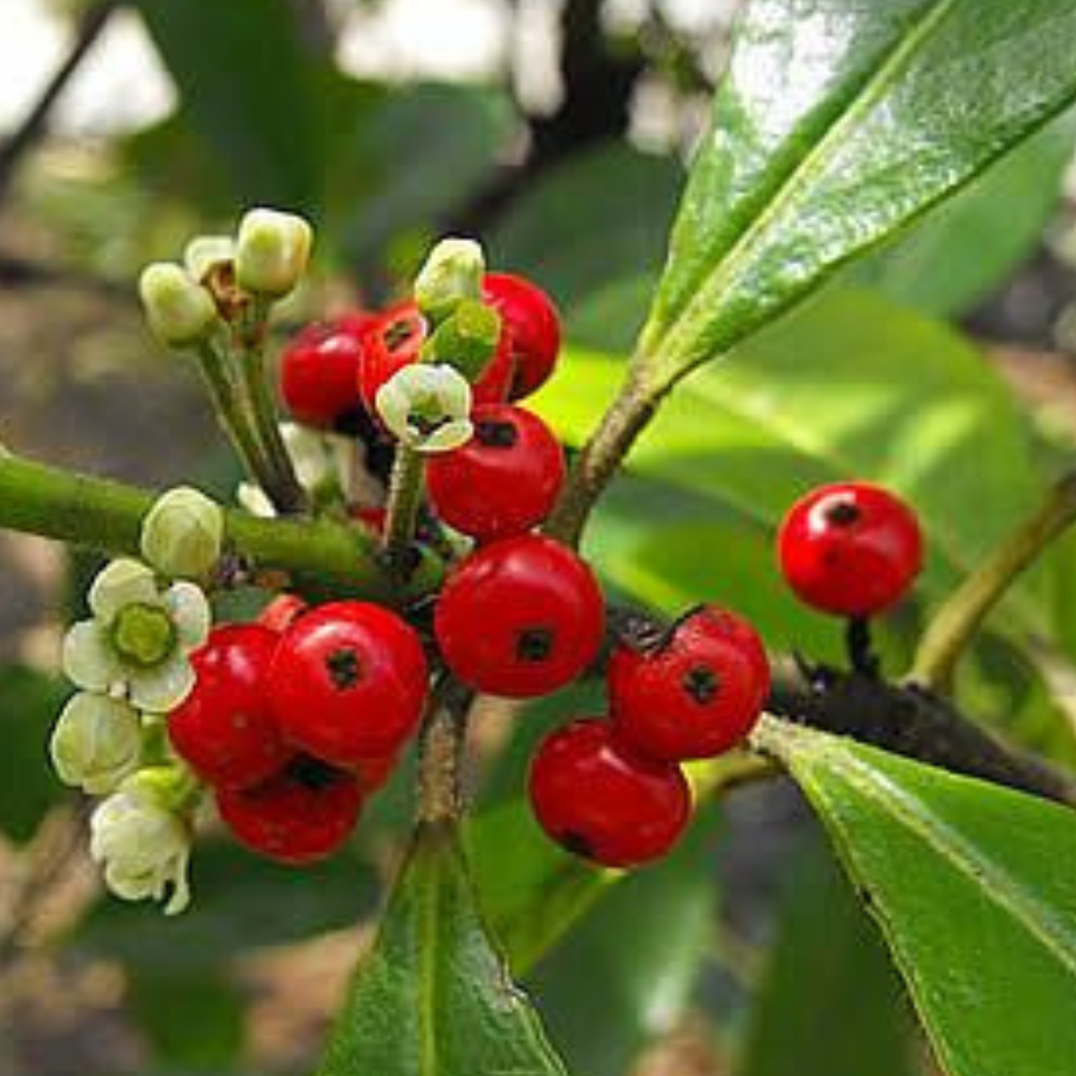 1 Muda Erva Mate Ilex paraguariensi 80cm - Sabor e Tradição! - Imagem 6