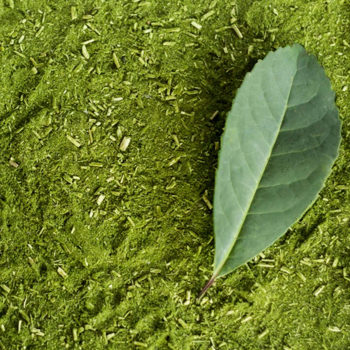 1 Muda Erva Mate Ilex paraguariensi 80cm - Sabor e Tradição! - Imagem 7