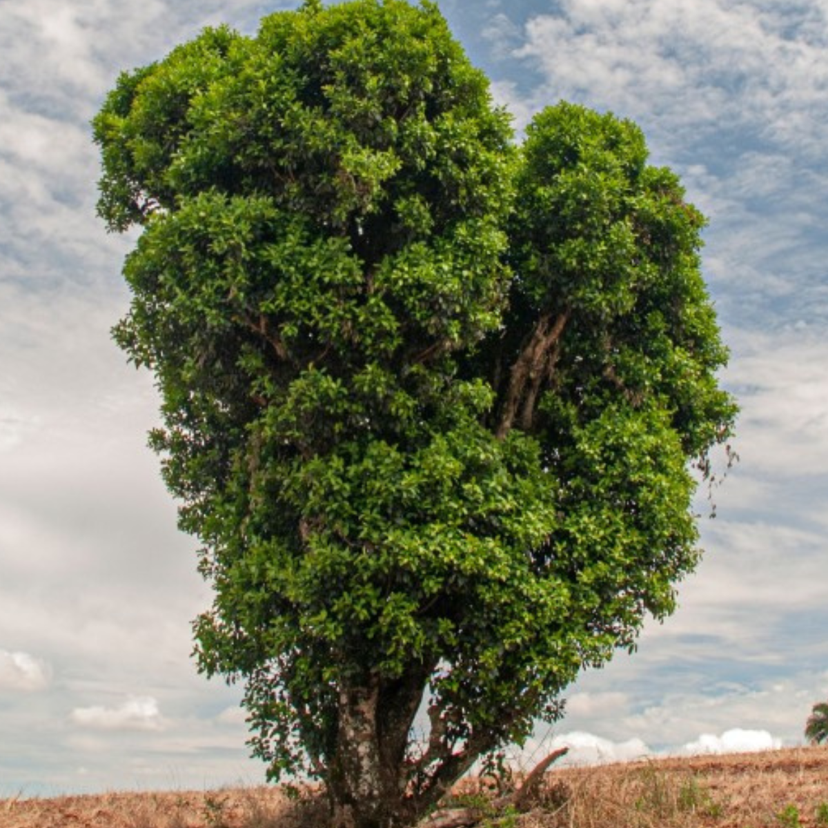 1 Muda Erva Mate Ilex paraguariensi 80cm - Sabor e Tradição! - Imagem 8