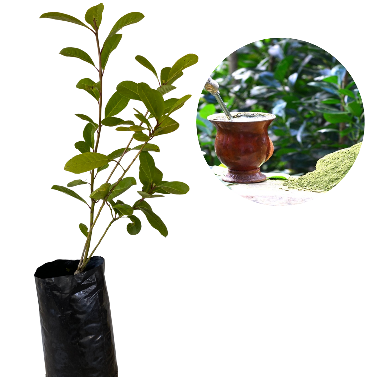 1 Muda Erva Mate Ilex paraguariensi 80cm - Sabor e Tradição!