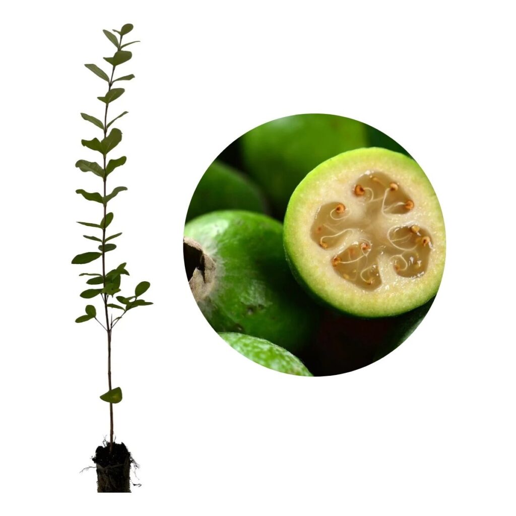 1 Muda De Goiaba Serrana feijoa Acca sellowiana Altura 80cm