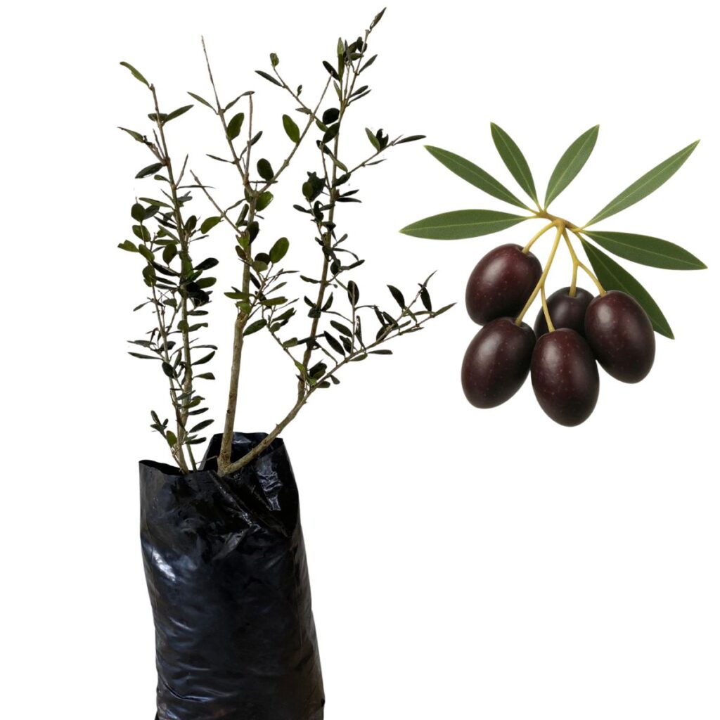 1 Muda de Oliveira Picual – Azeitona mais cultivada do mundo