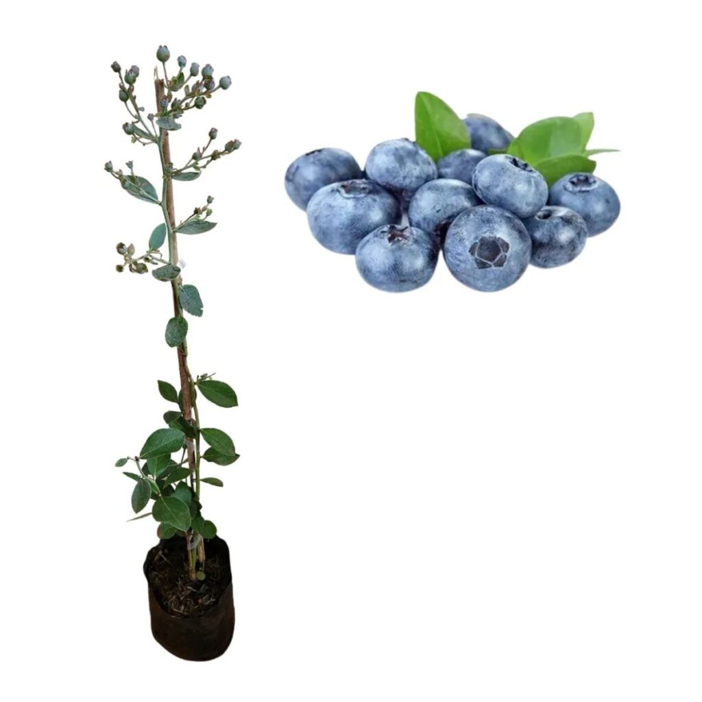 1 Muda de Mirtilo Bluegem – Frutos Mais Doces