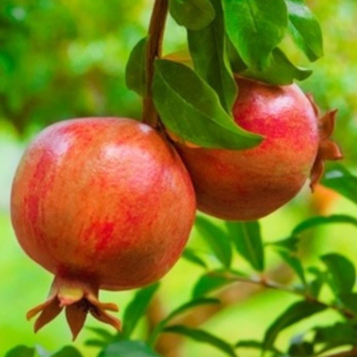 1 Muda Romã Punica Granatum Símbolo Prosperidade e Saúde - Imagem 6