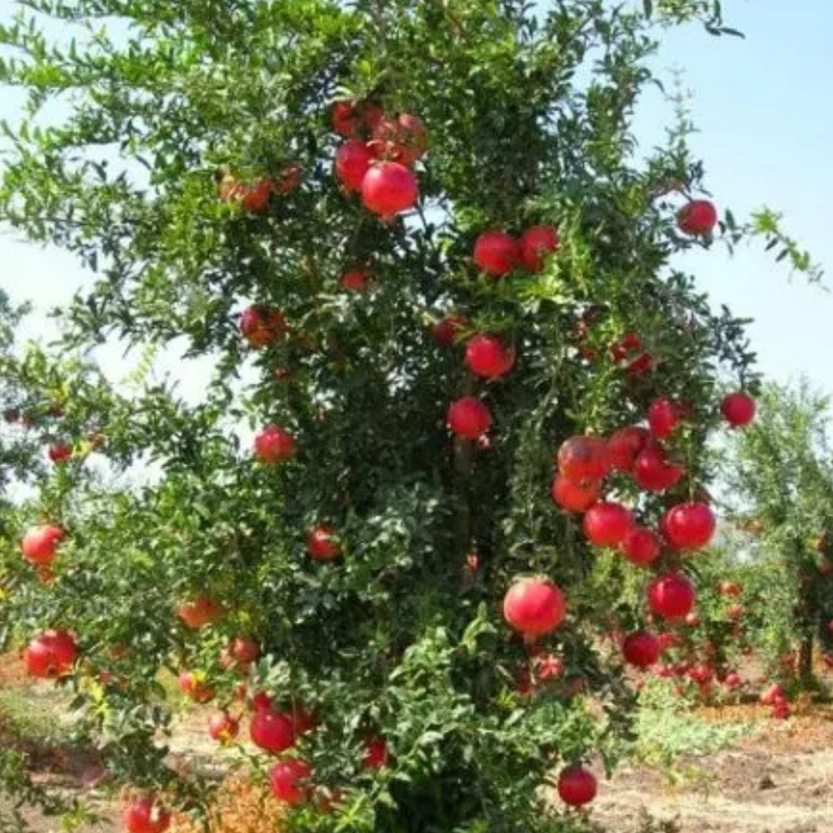 1 Muda Romã Punica Granatum Símbolo Prosperidade e Saúde - Imagem 2