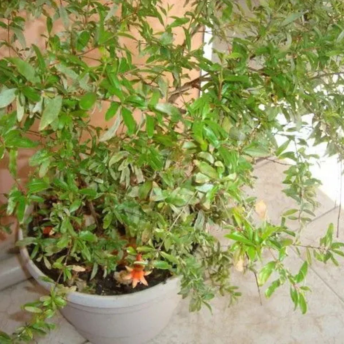 1 Muda Romã Punica Granatum Símbolo Prosperidade e Saúde - Imagem 4