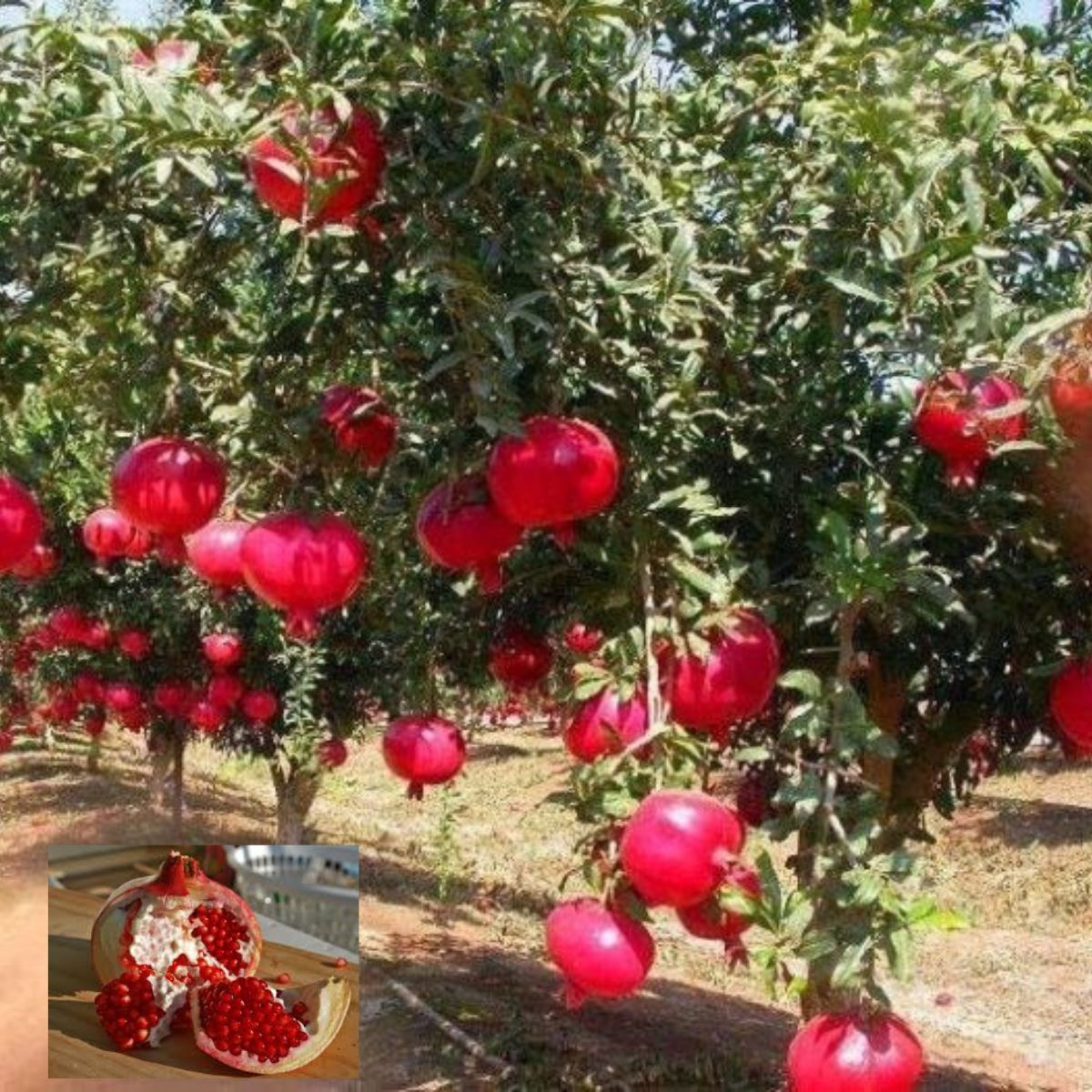 1 Muda Romã Punica Granatum Símbolo Prosperidade e Saúde - Imagem 5