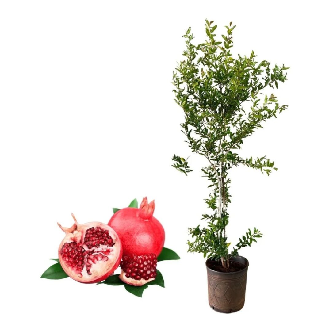 1 Muda Romã Punica Granatum Símbolo Prosperidade e Saúde