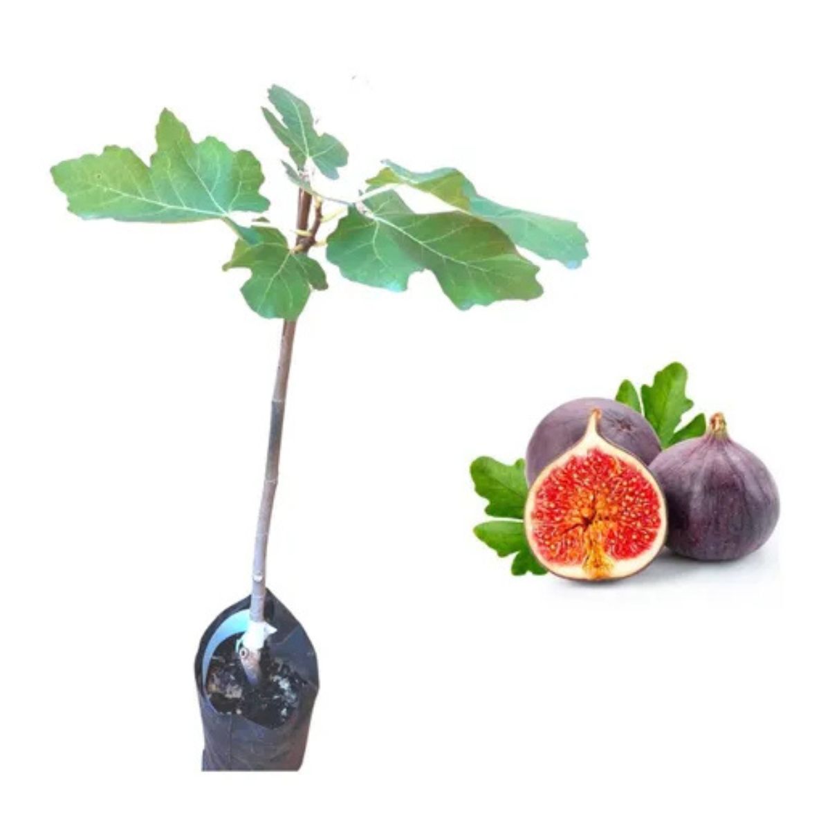 1 Muda de Figo Roxo Ficus carica Sabor e Doçura em seu Pomar