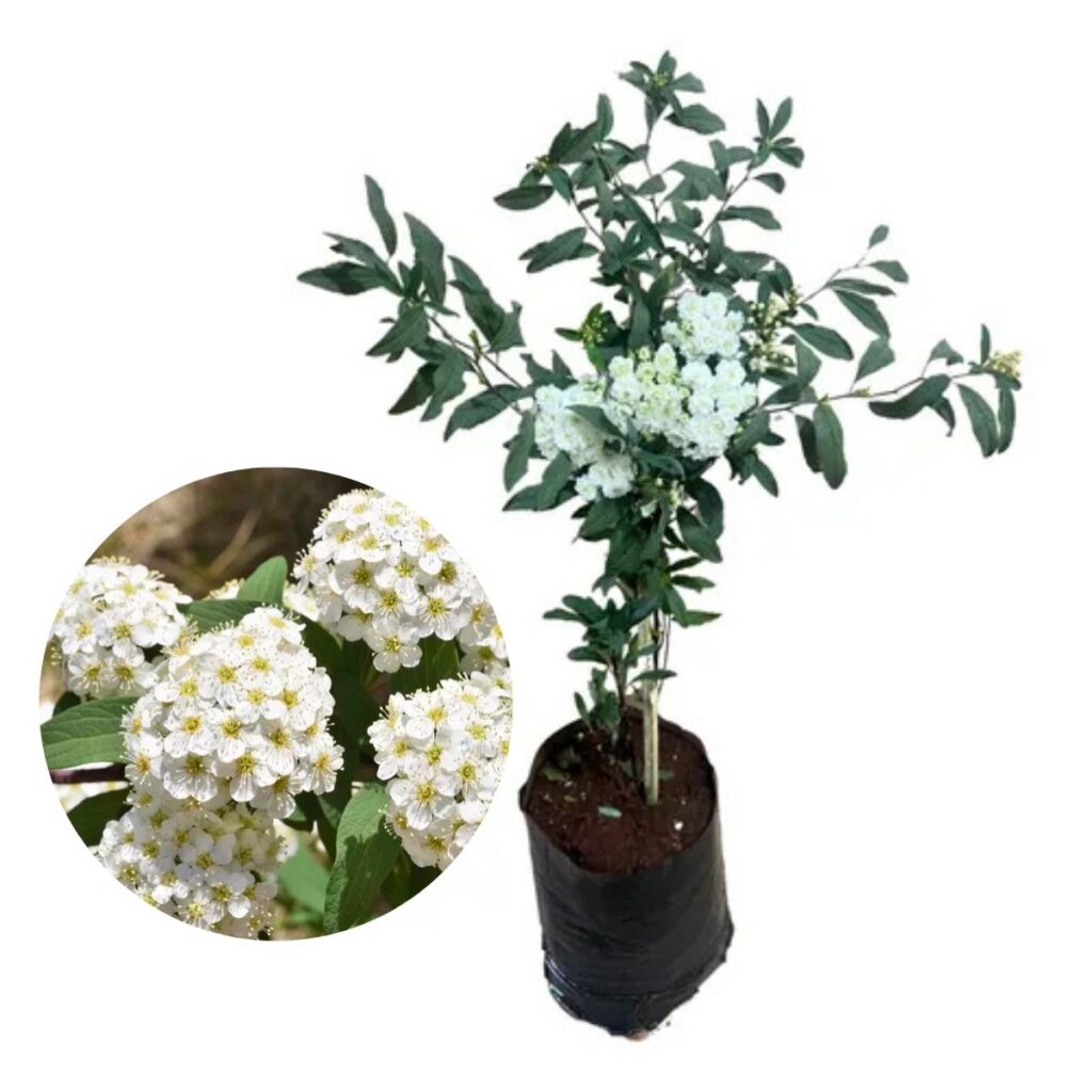 1 Muda de Buquê de Noiva Spiraea cantoniensis Pura Elegância