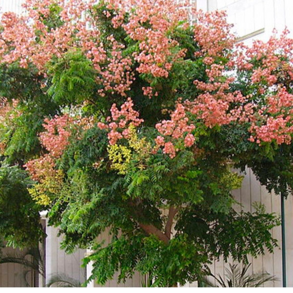 Muda de Flor da China (Koelreuteria bipinnata) 1m - Imagem 3
