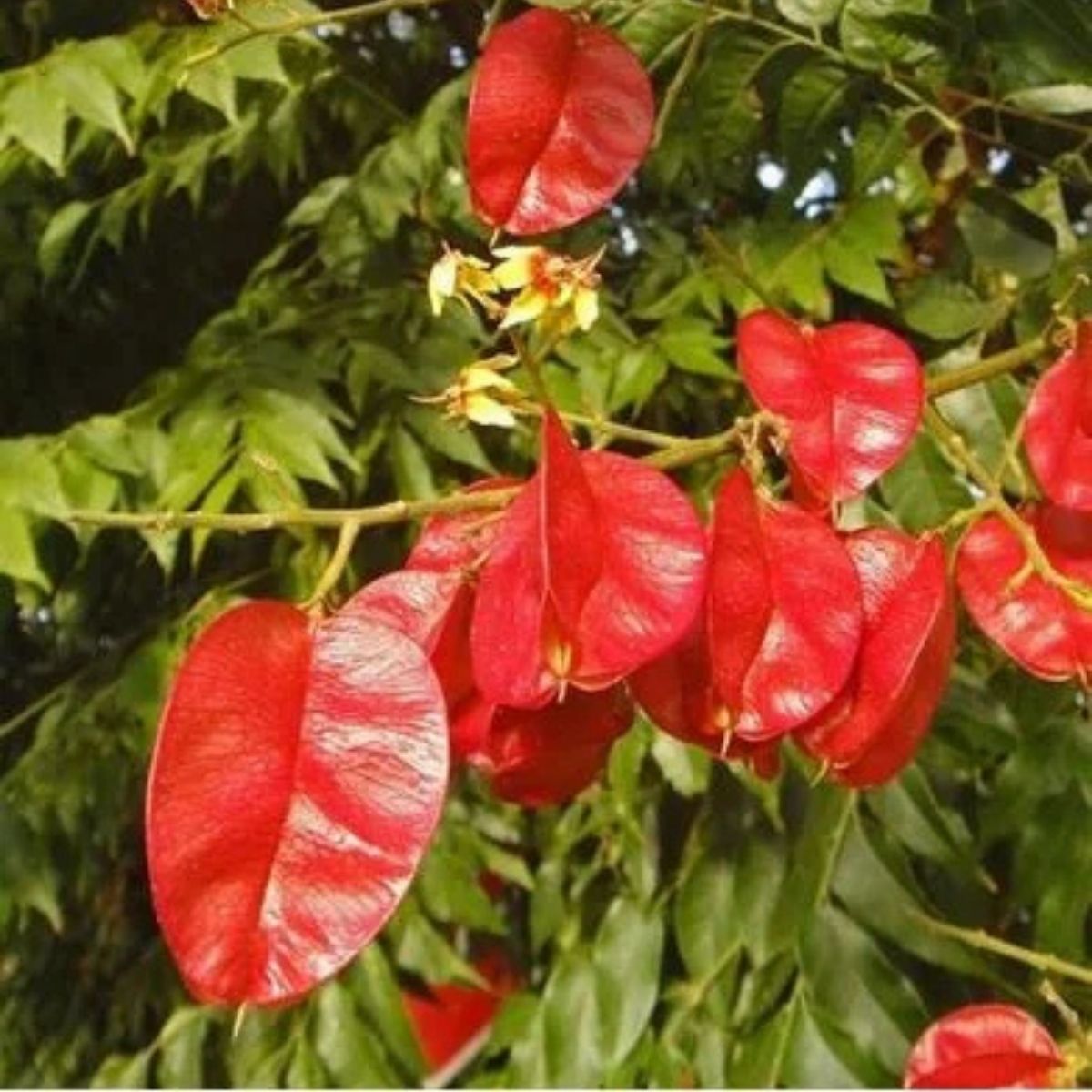 Muda de Flor da China (Koelreuteria bipinnata) 1m - Imagem 4