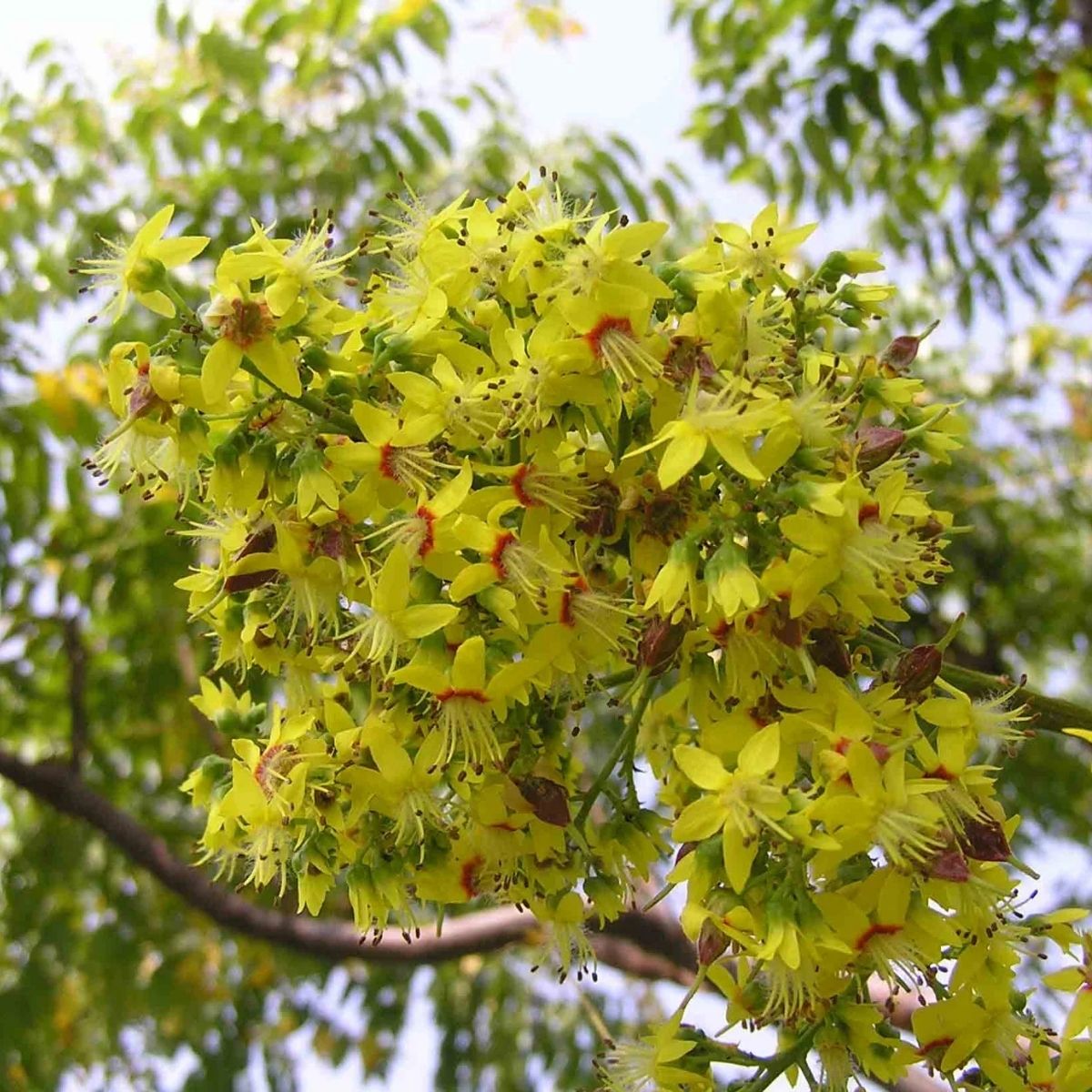 Muda de Flor da China (Koelreuteria bipinnata) 1m - Imagem 5