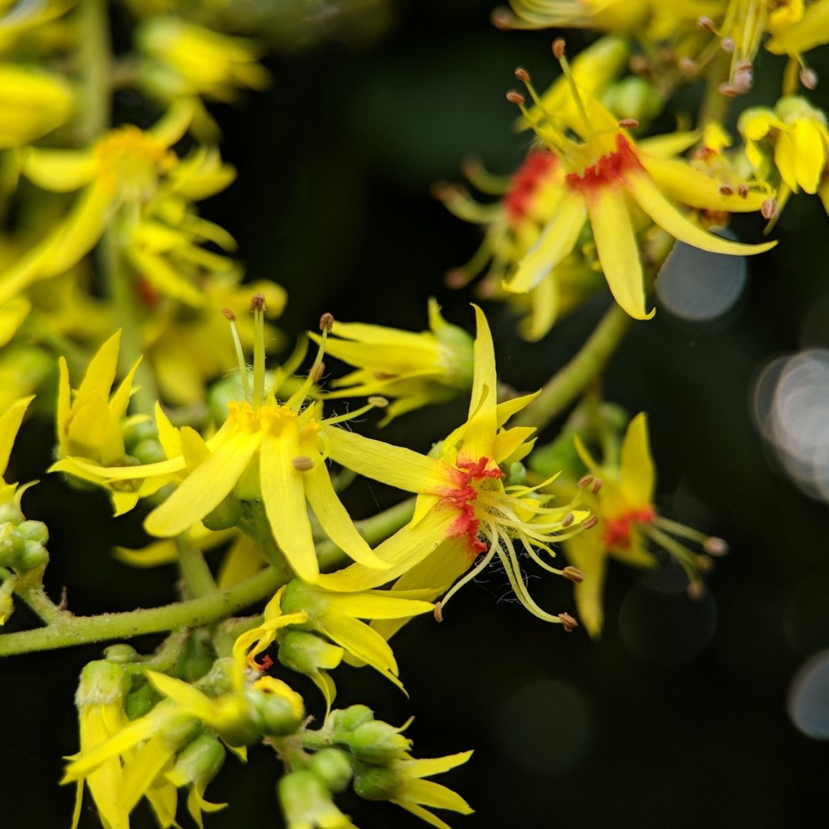 Muda de Flor da China (Koelreuteria bipinnata) 1m - Imagem 6