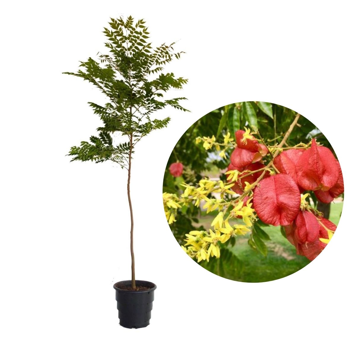 Muda de Flor da China (Koelreuteria bipinnata) 1m