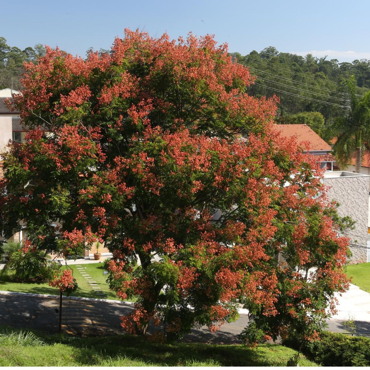 Muda de Flor da China (Koelreuteria bipinnata) 1m - Imagem 2