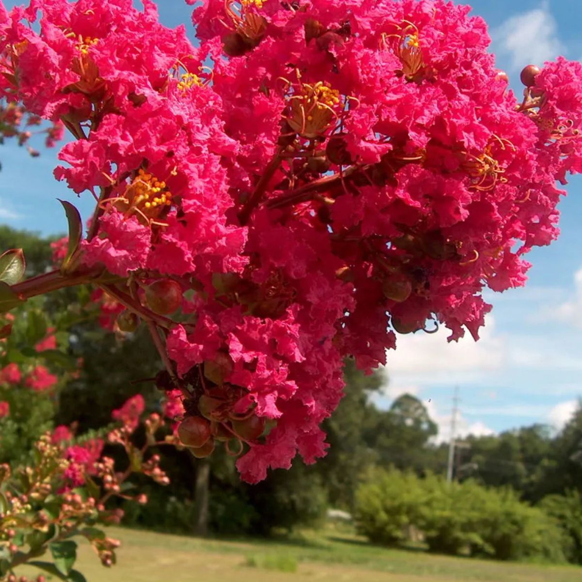 Muda de Resedá Extremosa Beleza Clássica Floração Duradoura - Imagem 4