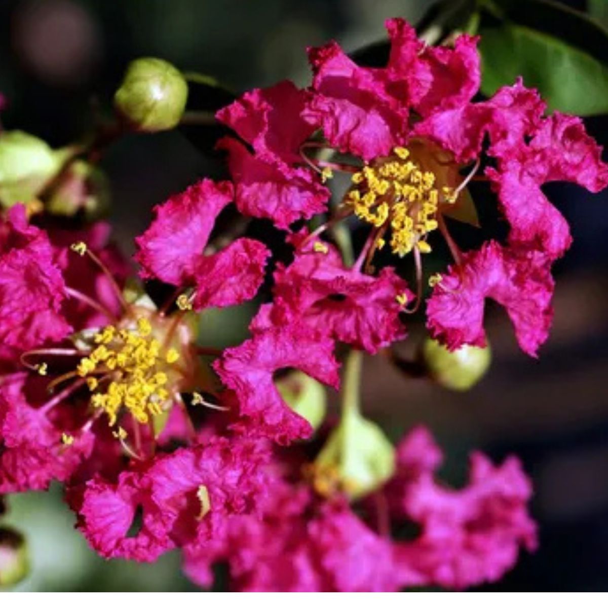 Muda de Resedá Extremosa Beleza Clássica Floração Duradoura - Imagem 3