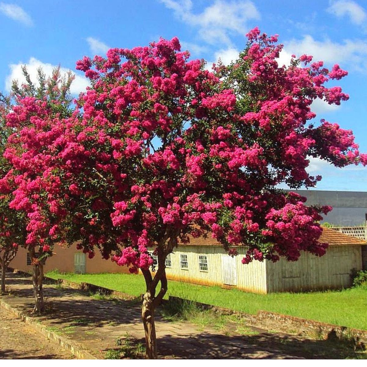 Muda de Resedá Extremosa Beleza Clássica Floração Duradoura - Imagem 2