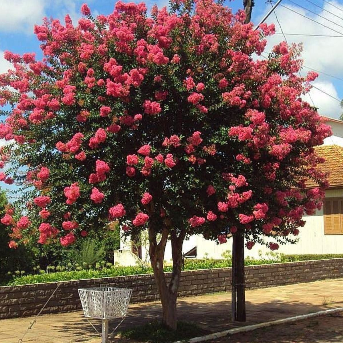 Muda de Resedá Extremosa Beleza Clássica Floração Duradoura - Imagem 5