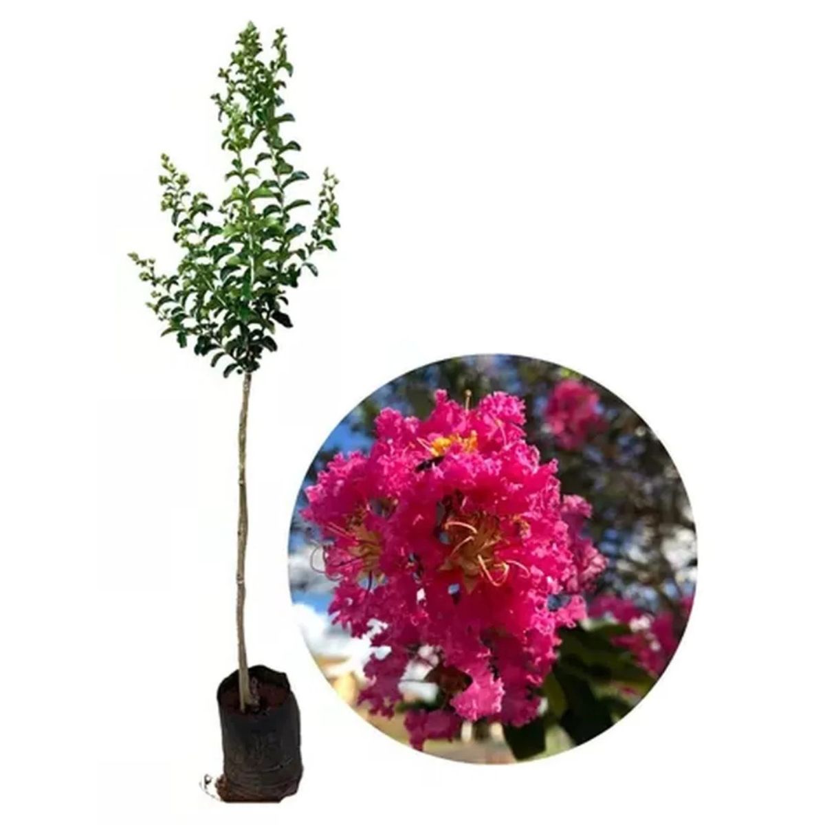 Muda de Resedá Extremosa Beleza Clássica Floração Duradoura