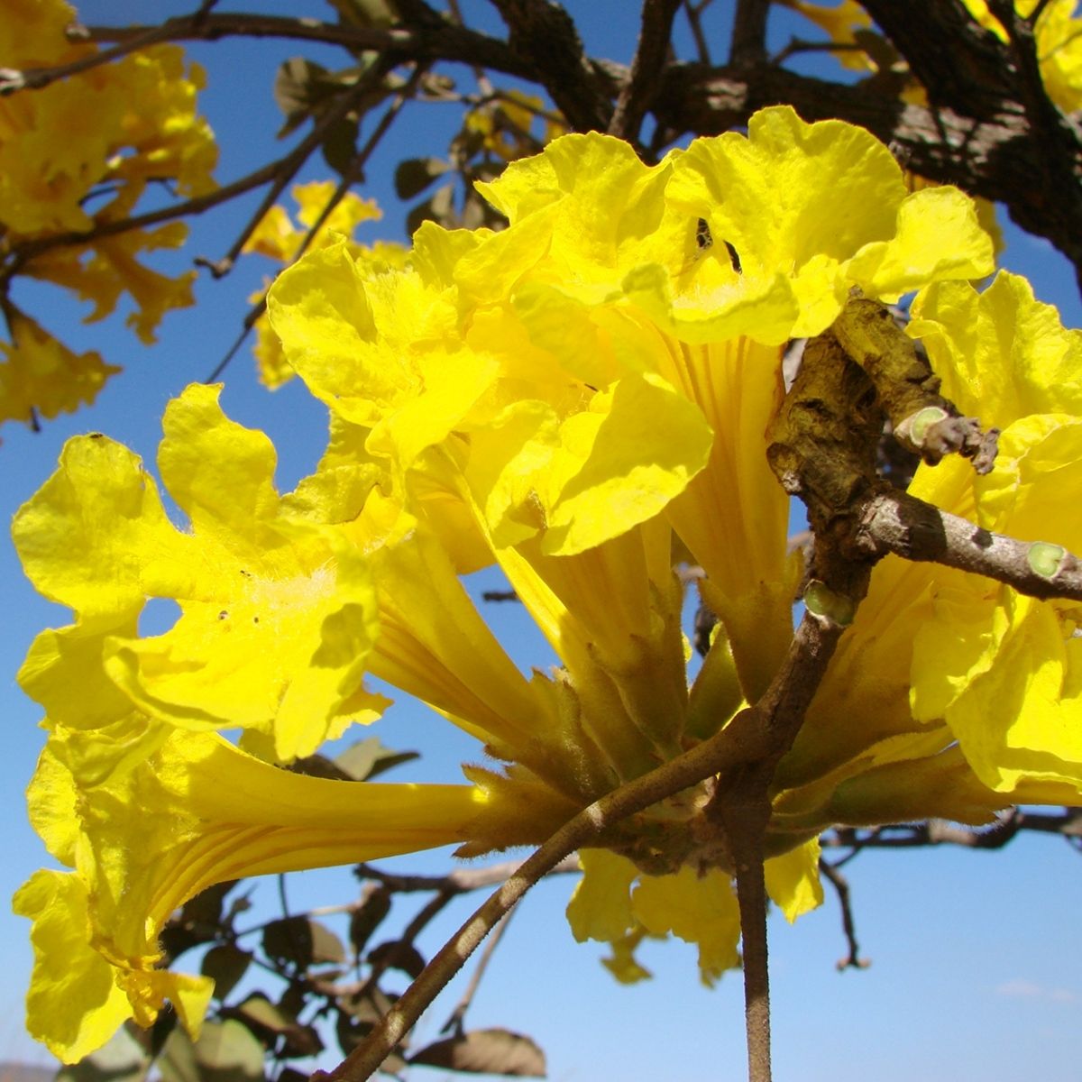 Muda de Ipê Amarelo O Símbolo da Beleza Brasileira! - Imagem 5