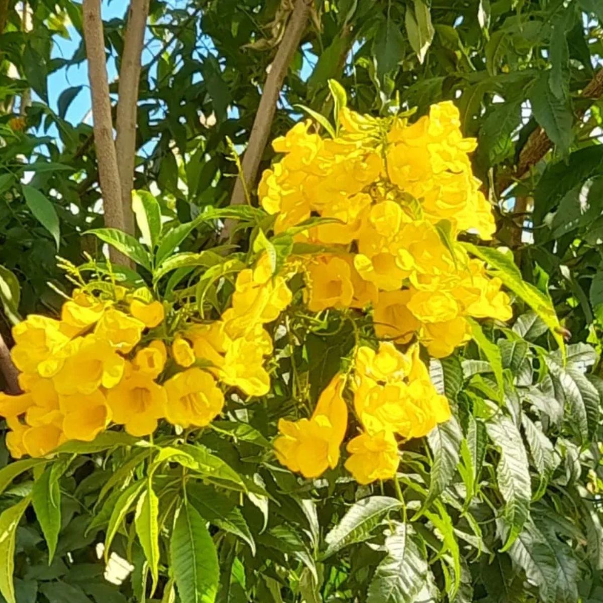 Muda de Ipê Amarelo O Símbolo da Beleza Brasileira! - Imagem 4