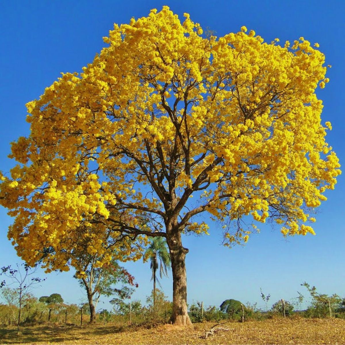 Muda de Ipê Amarelo O Símbolo da Beleza Brasileira! - Imagem 2