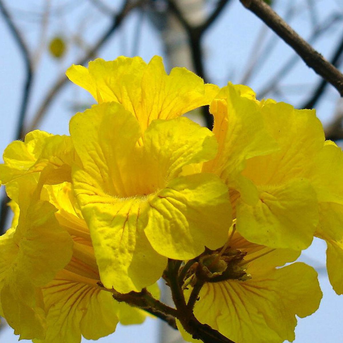 Muda de Ipê Amarelo O Símbolo da Beleza Brasileira! - Imagem 6
