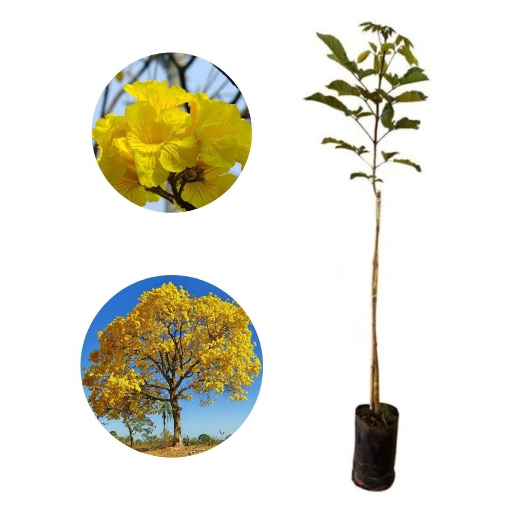 Muda de Ipê Amarelo O Símbolo da Beleza Brasileira!